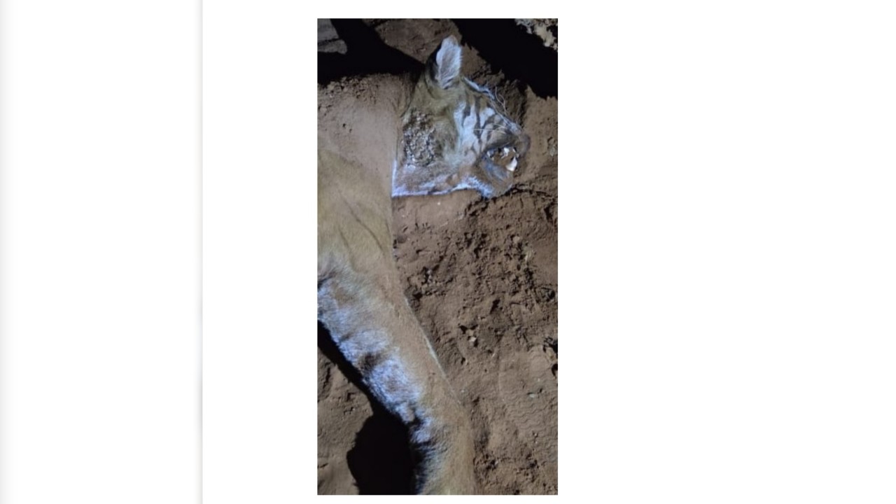 Portion of tiger's carcass found in Karnataka's M M Hills forest area; Minister Khandre orders probe