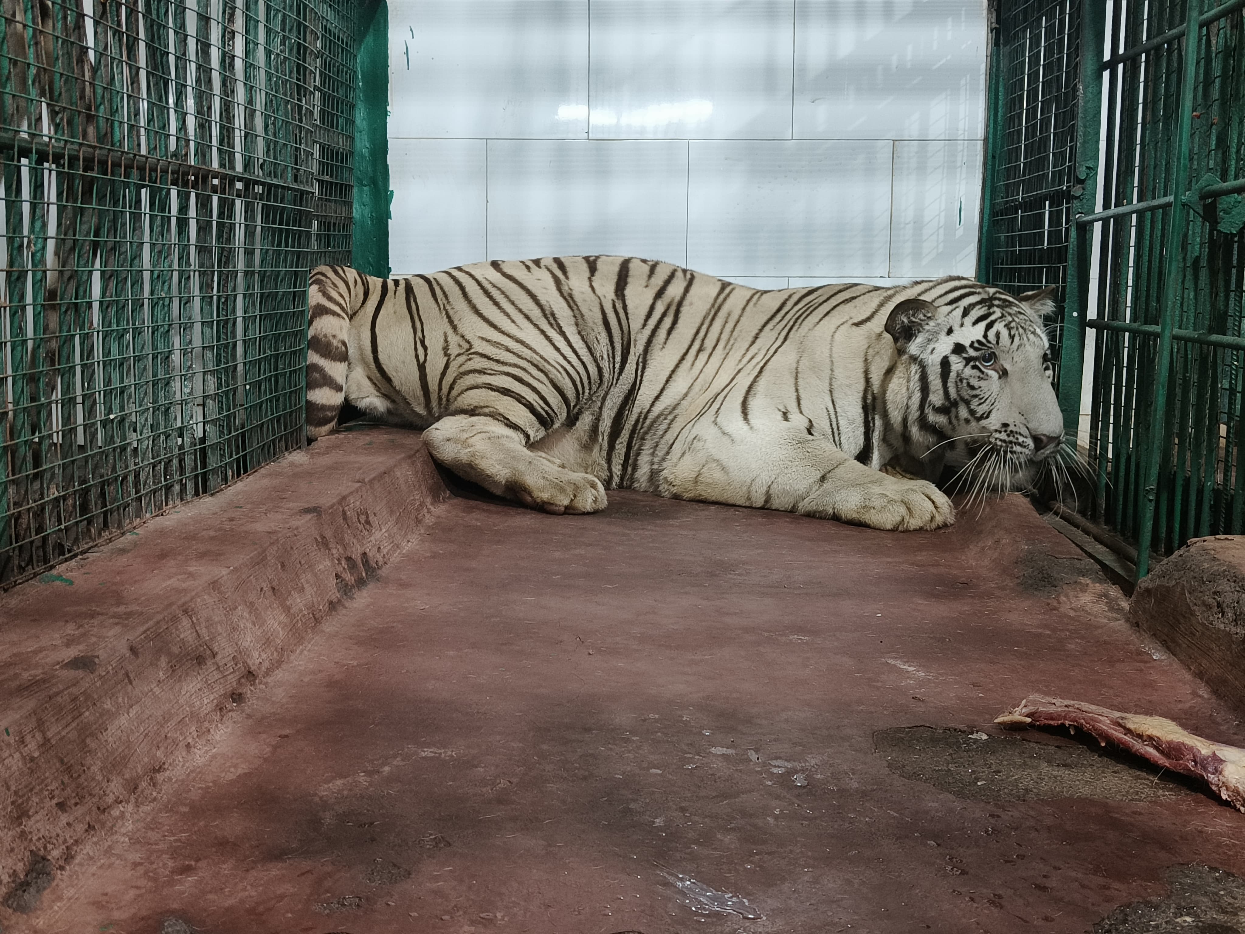 Shivamogga zoo becomes new home for six big cats
