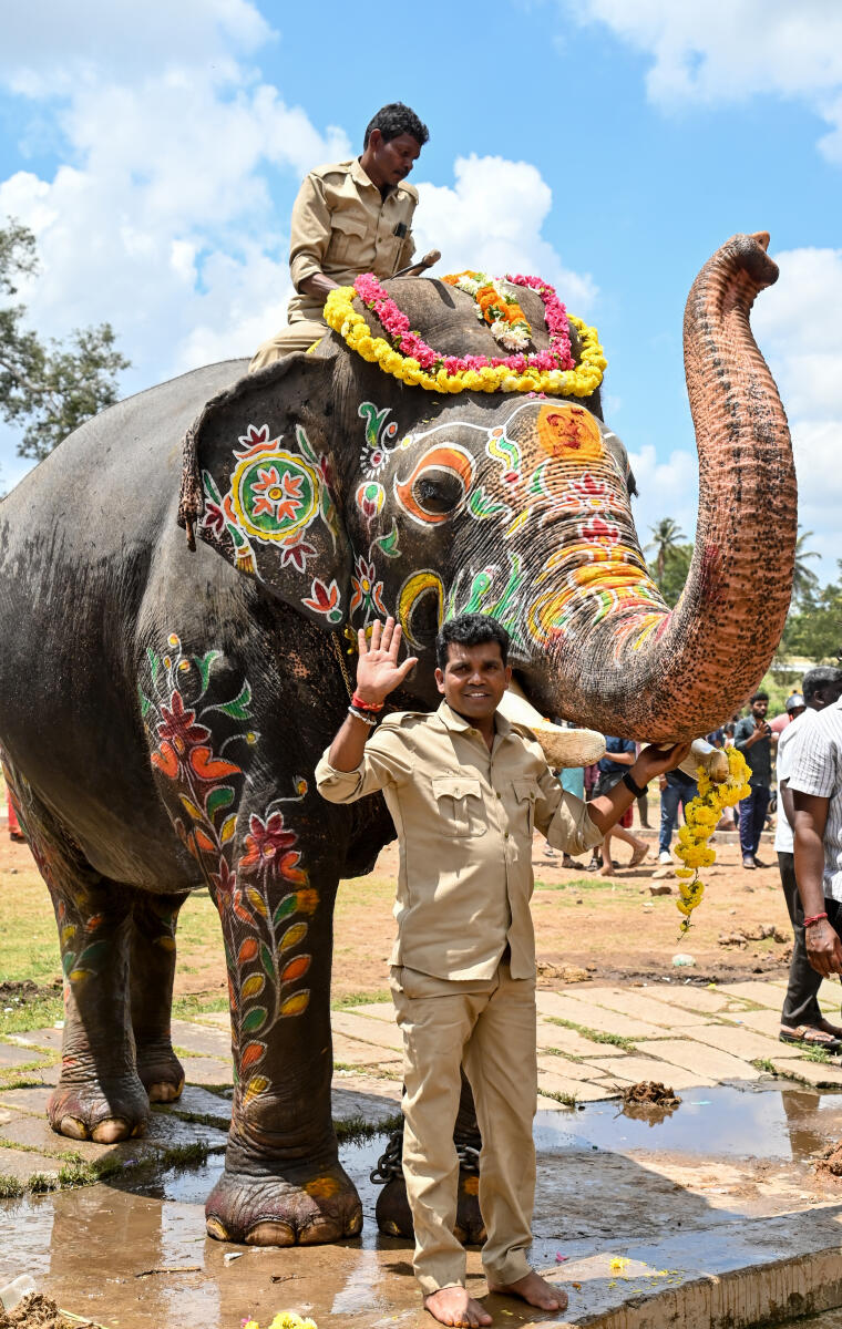 Abhimanyu who carried golden howdah with his Mahouth J S Vasantha, before they left Palace premises. 
