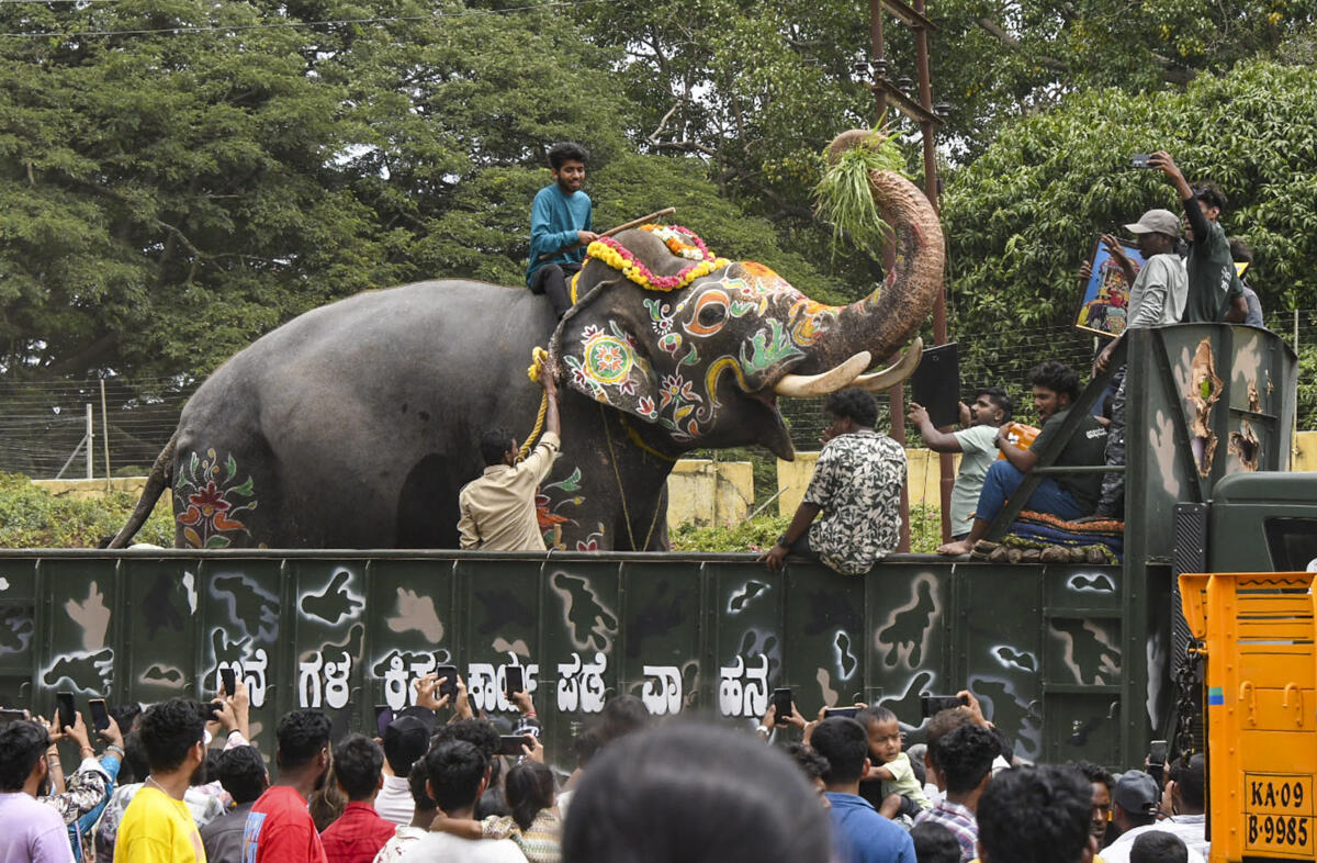Dasara Jamboo Savari elephants leave for their camps with traditional rituals, following the conclusion of the 'Dasara' festival, in Mysuru