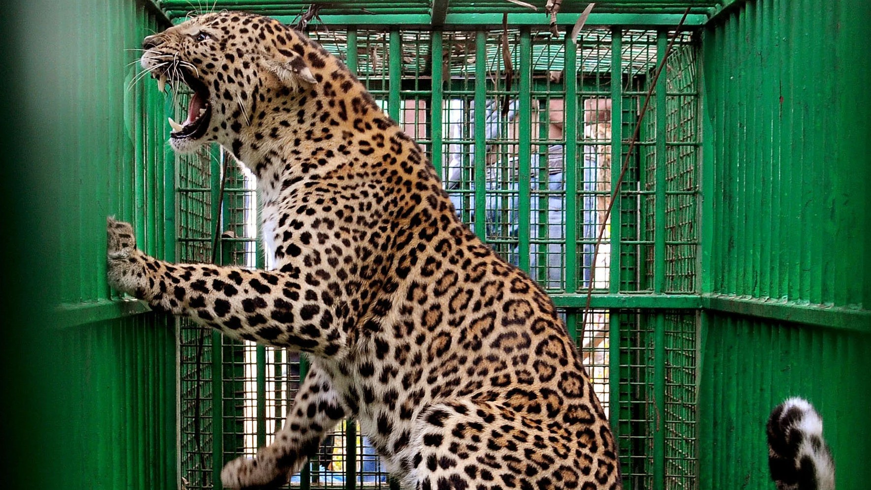 Greens raise stink over 'spraying female urine method' to capture leopards
