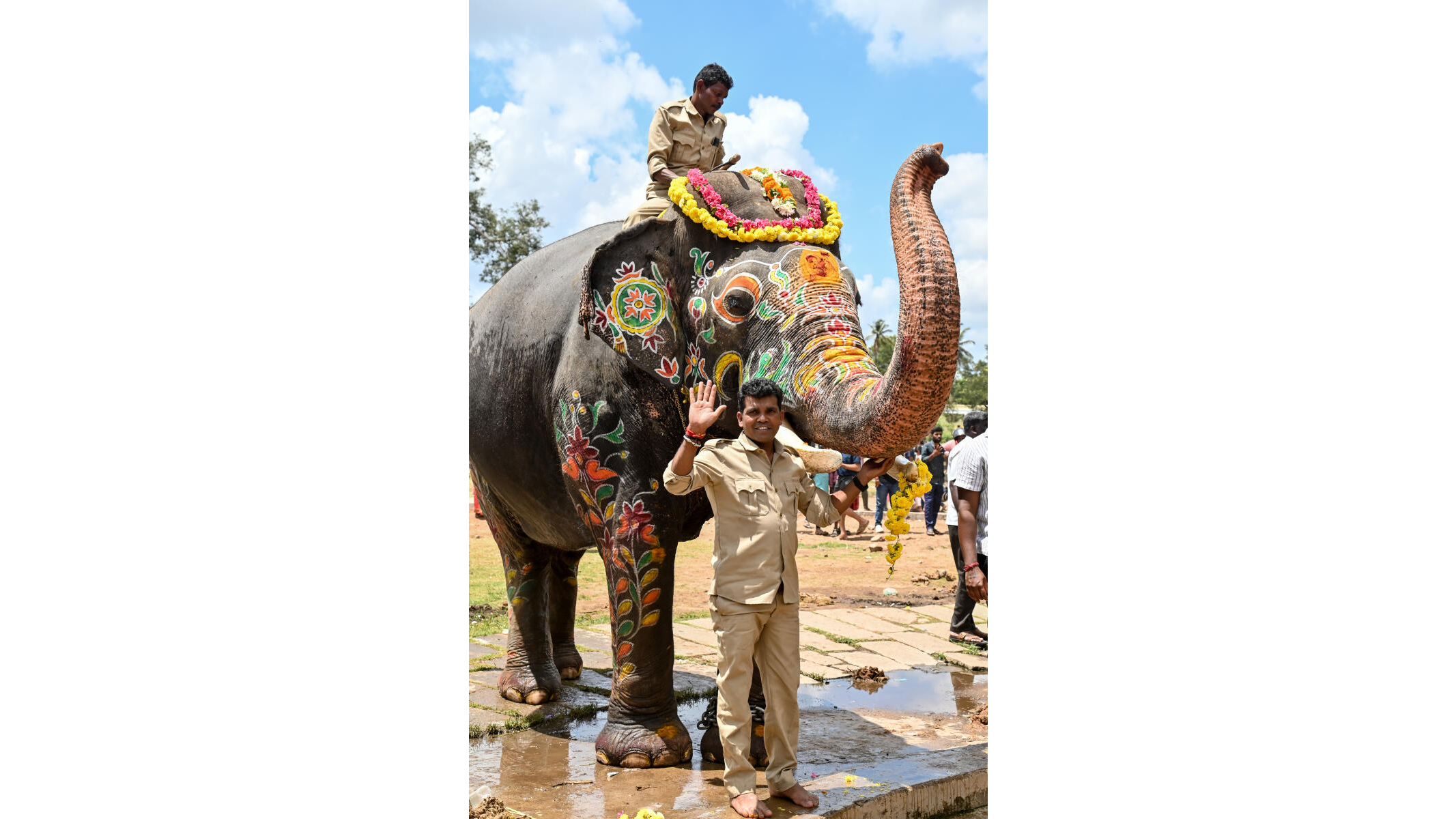 Mysuru Dasara: Questions raised on future successor to howdah elephant Abhimanyu