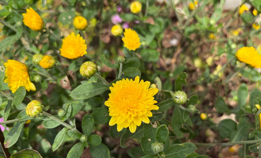 Apple iPhone Air's camera sample.