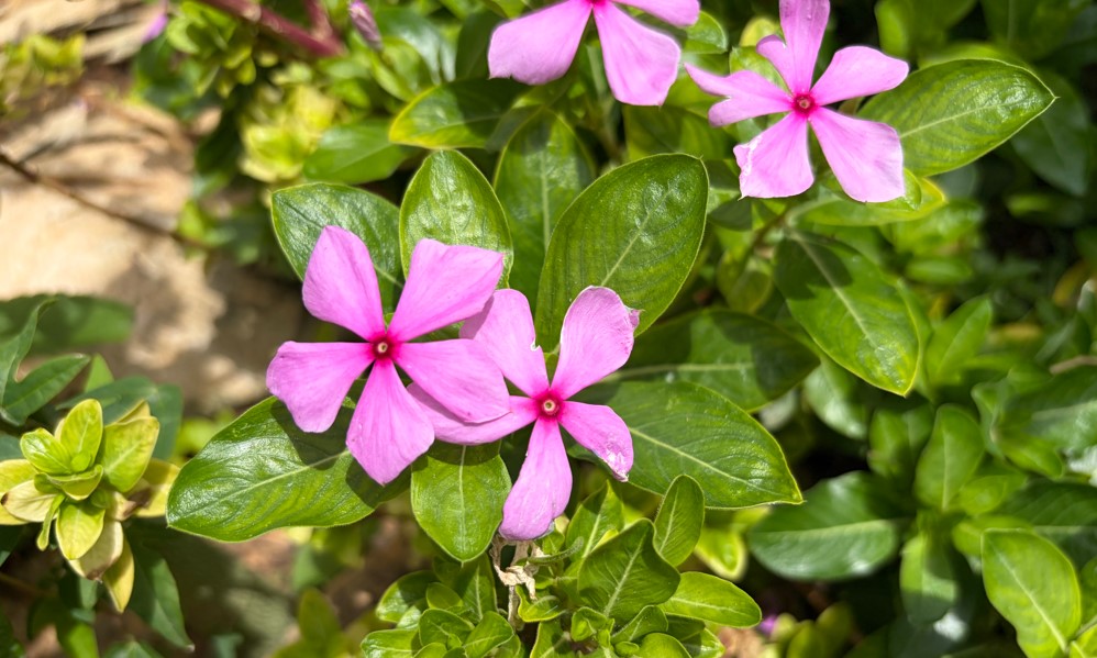 Apple iPhone Air's camera sample.