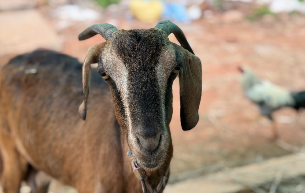 Apple iPhone Air's camera sample with portrait mode on.