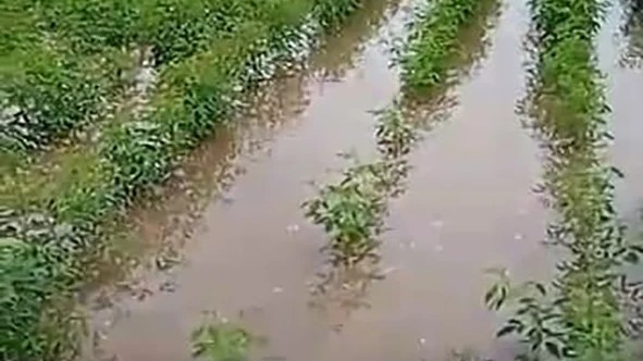 Bhima basin farmers devastated by rain, floods 