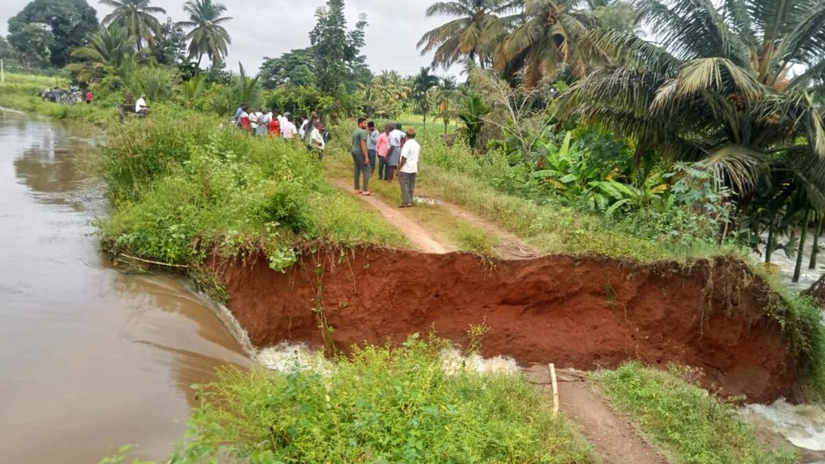 Crops washed away in Karnataka's Mandya after canal breaches due to heavy rainfall