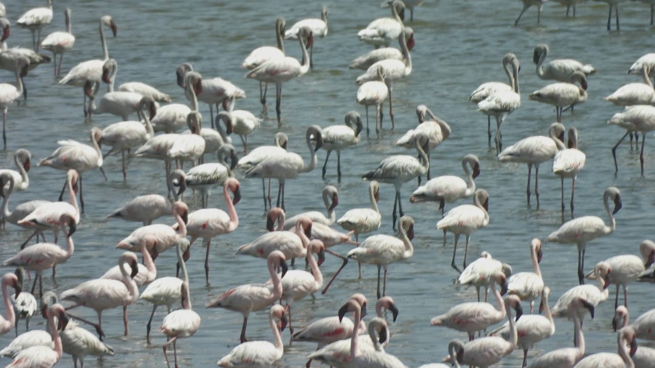 Greens slam CIDCO move to scrap DPS conservation status