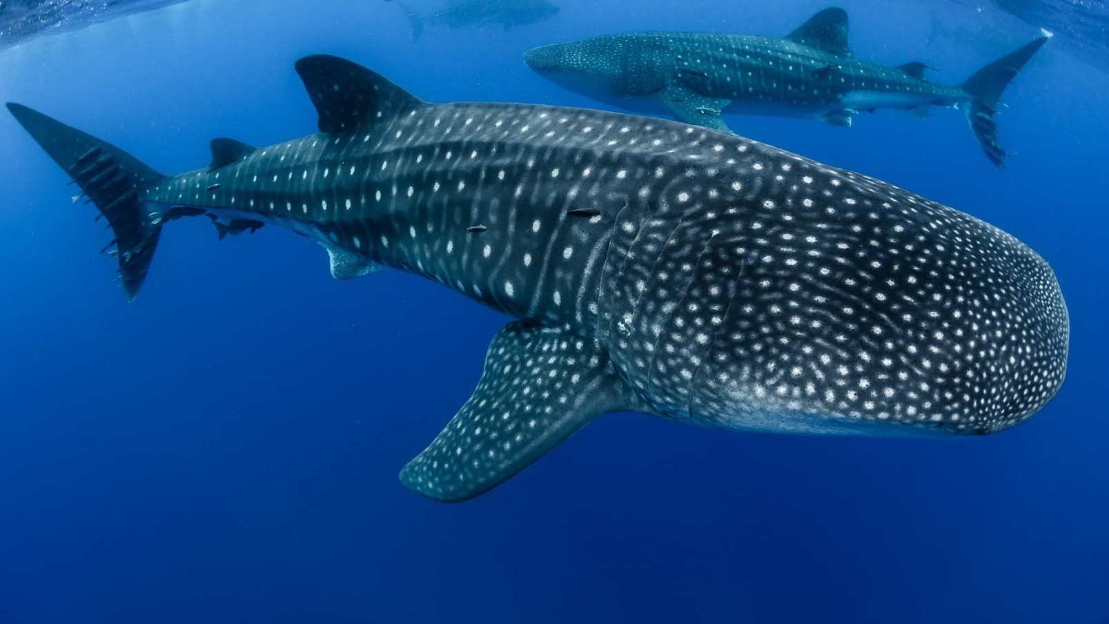 WTI shares success story of conservation of Whale Sharks at World Conservation Congress in Abu Dhabi