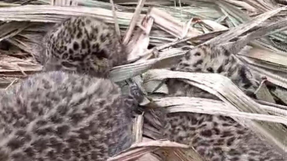Leopard Cubs Reunited: Karnataka Wildlife Officials Achieve Success