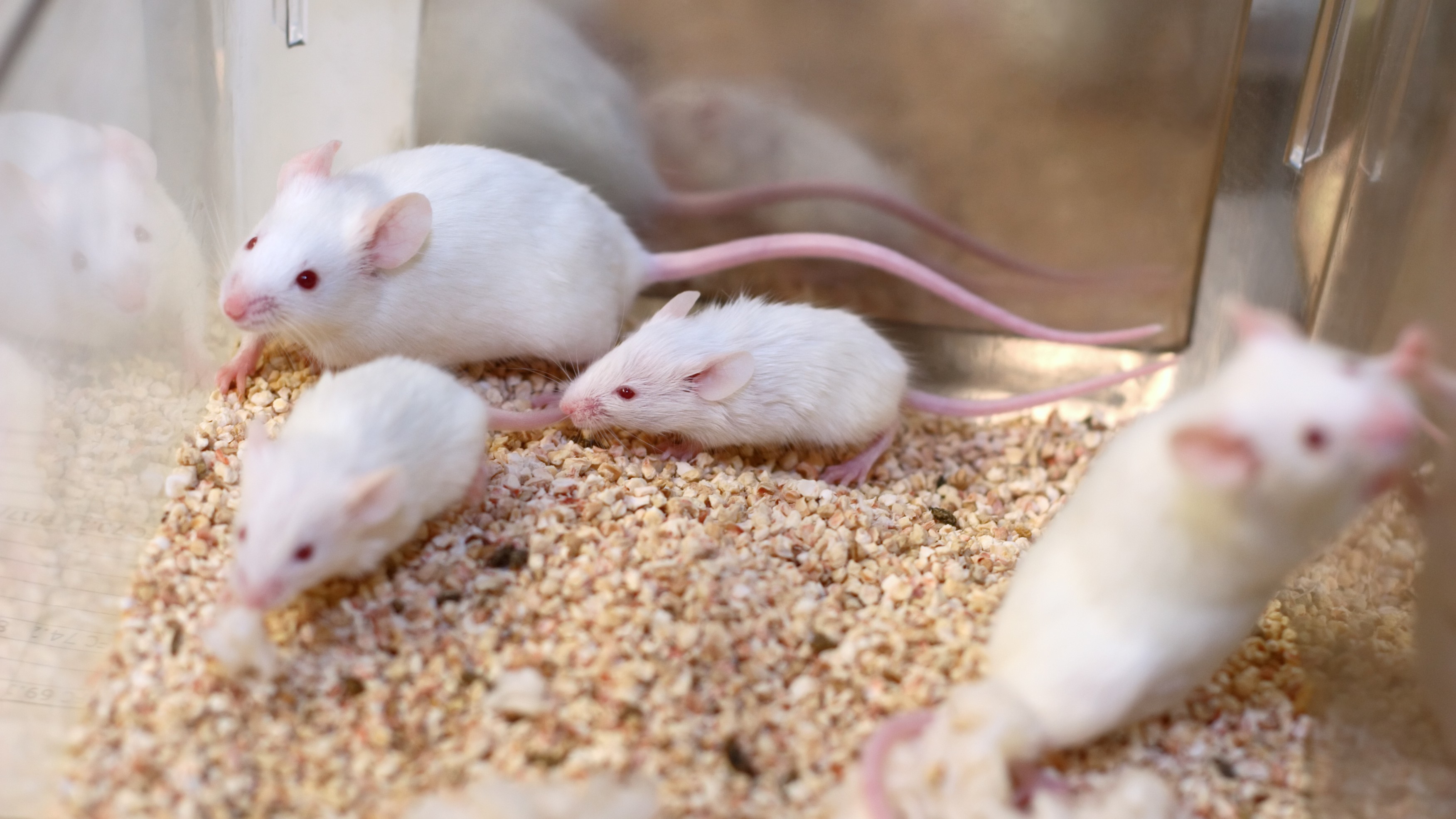 Covid-19 may alter offspring's brain development, cause anxious behaviour, study in mice finds