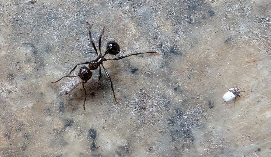 Google Pixel 10 Pro Fold's camera sample.