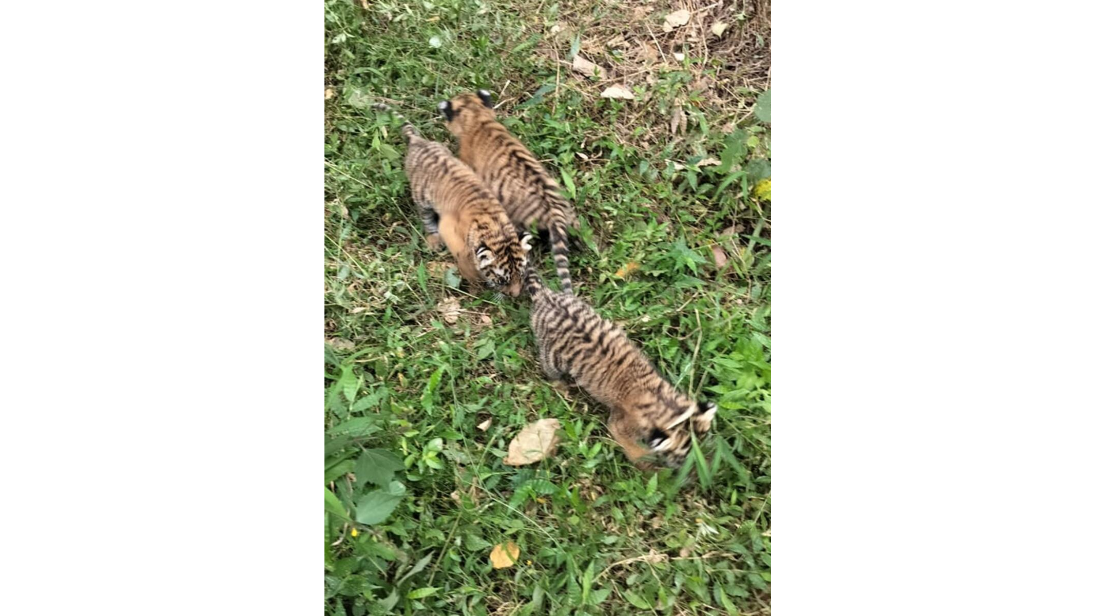 Three cubs rescued in BRT tiger reserve; combing operation launched to trace mother tigress