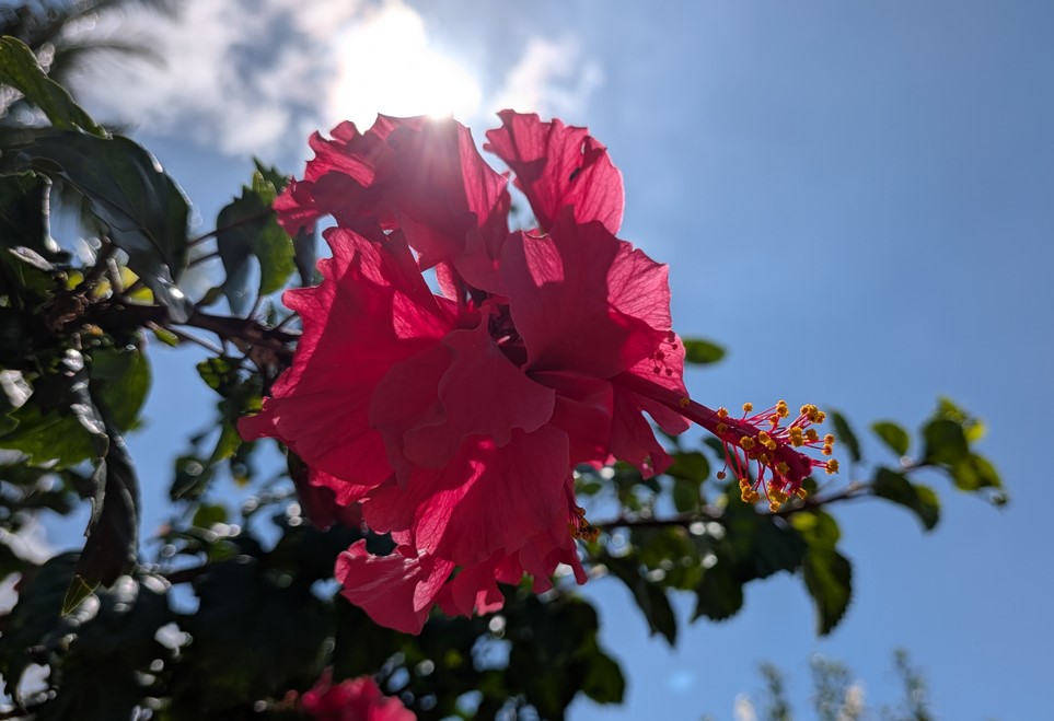 Google Pixel 10 Pro Fold's camera sample.