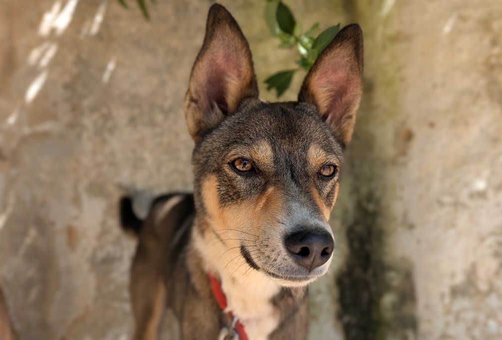 Google Pixel 10 Pro Fold's camera sample.