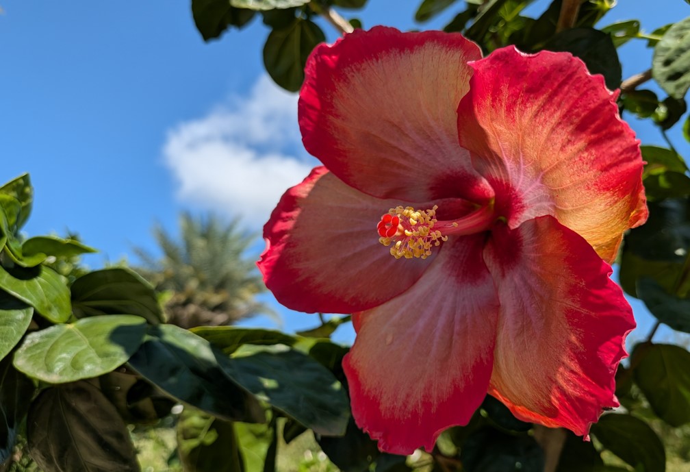Google Pixel 10 Pro Fold Camera sample 1X.