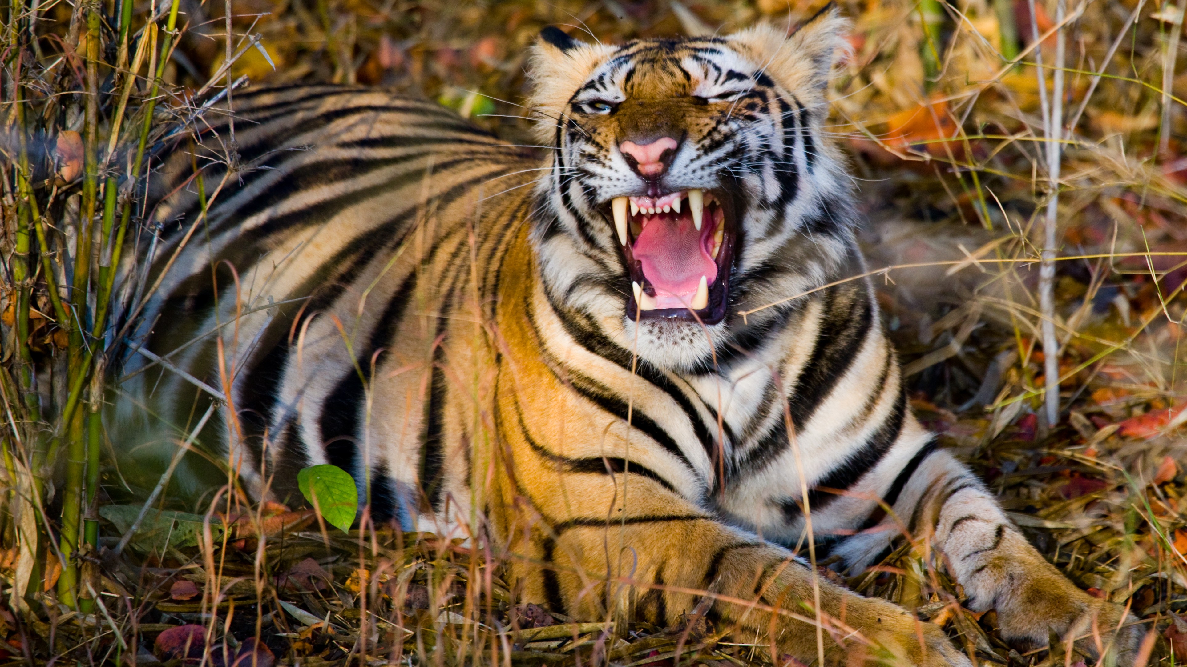 Tiger injures farmer during rescue operation near Nugu Wildlife Reserve
