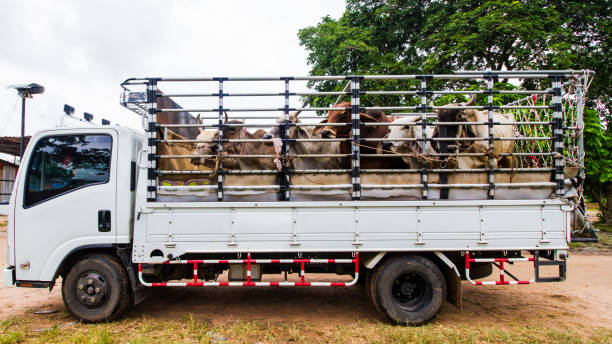 Ferrying cattle not crime, court swamped with so many false cow slaughter cases: Allahabad HC