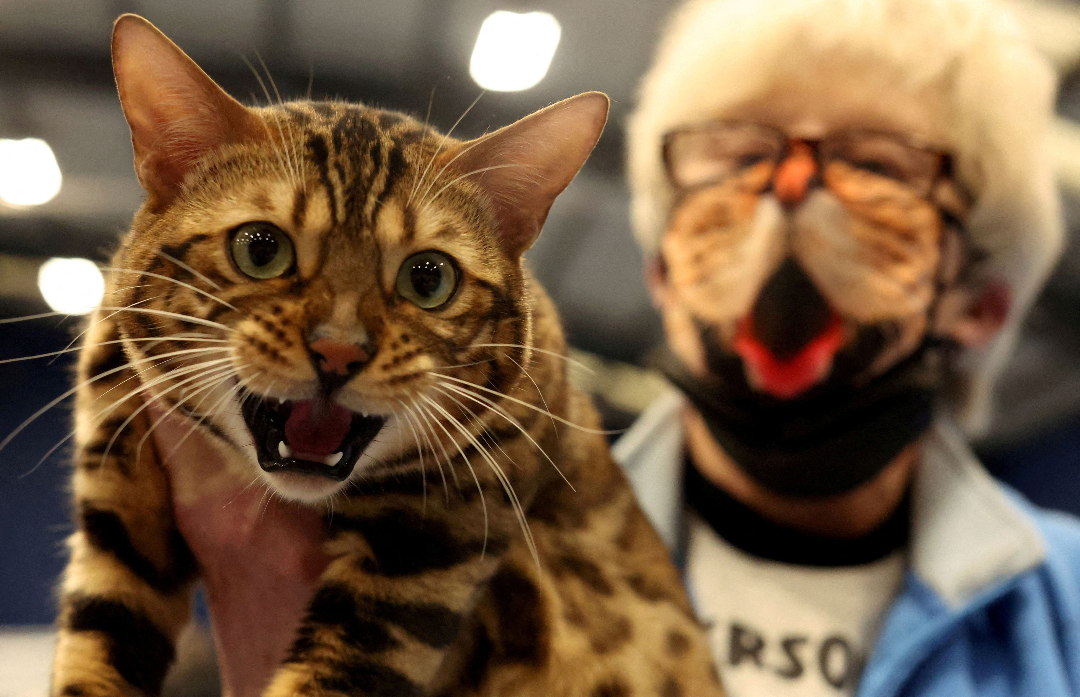Rudi, a Spotted Bengal cat is held by his owner before being judged at the 46th Championship Short Haired Cat Society Show,