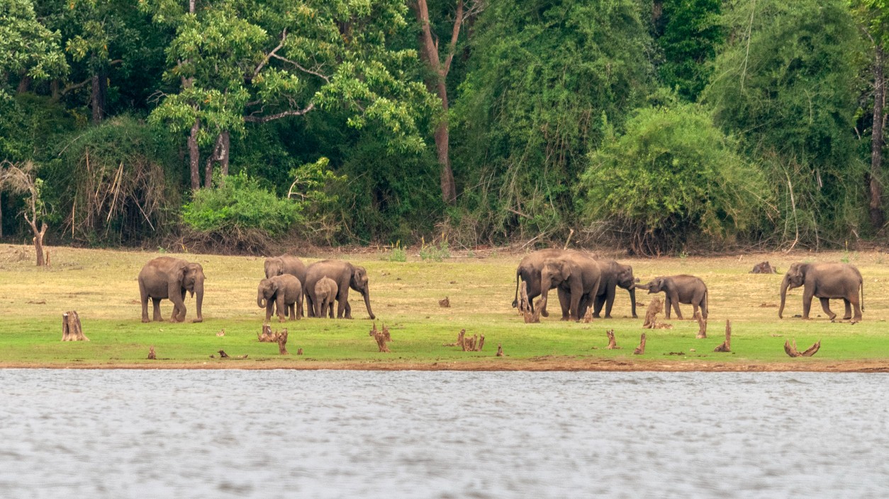 Elephants on the banks of Kabini river, Nagarhole, Karnataka.