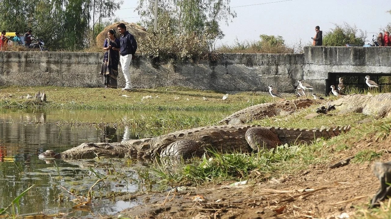 Where crocodiles and communities coexist