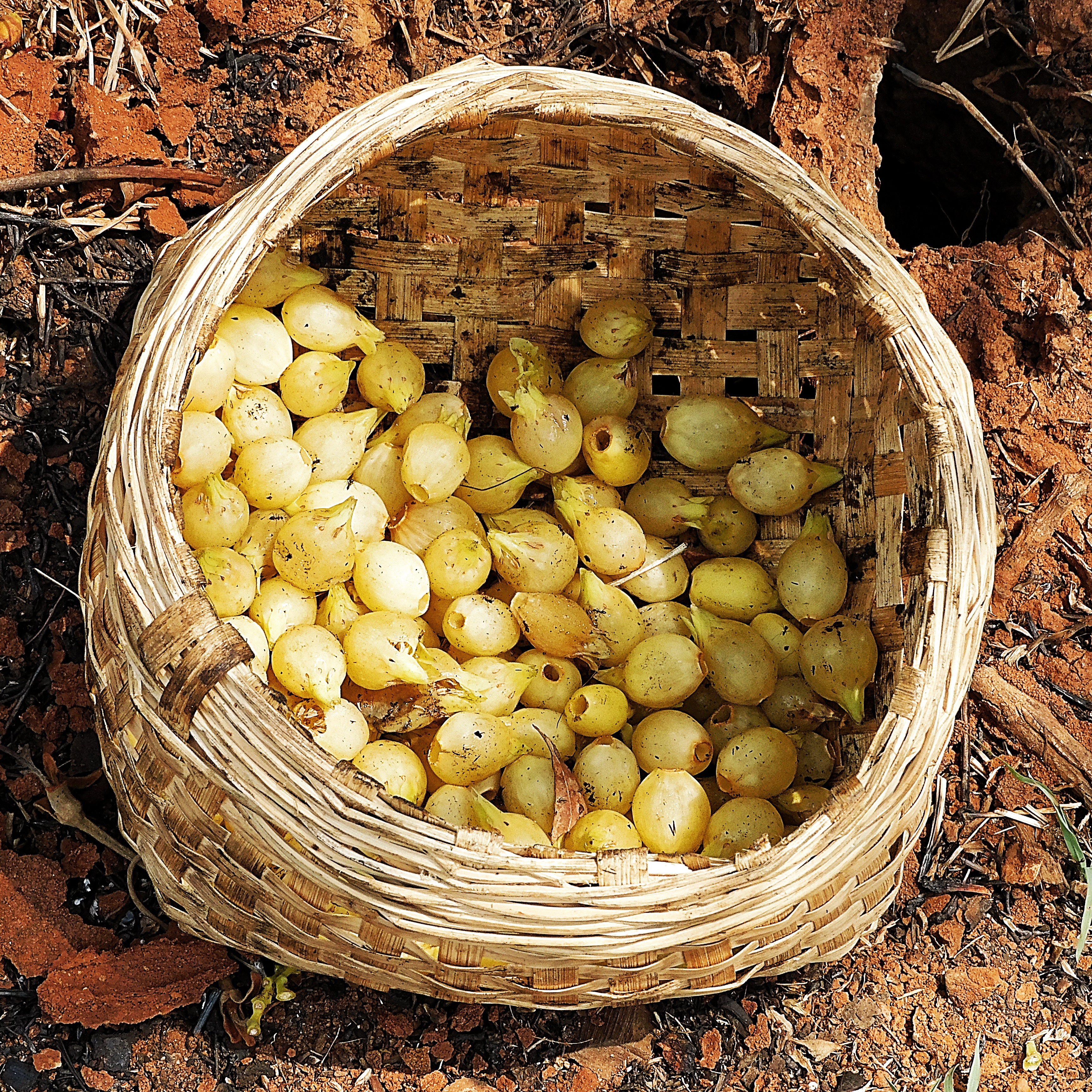 Mahua flowers