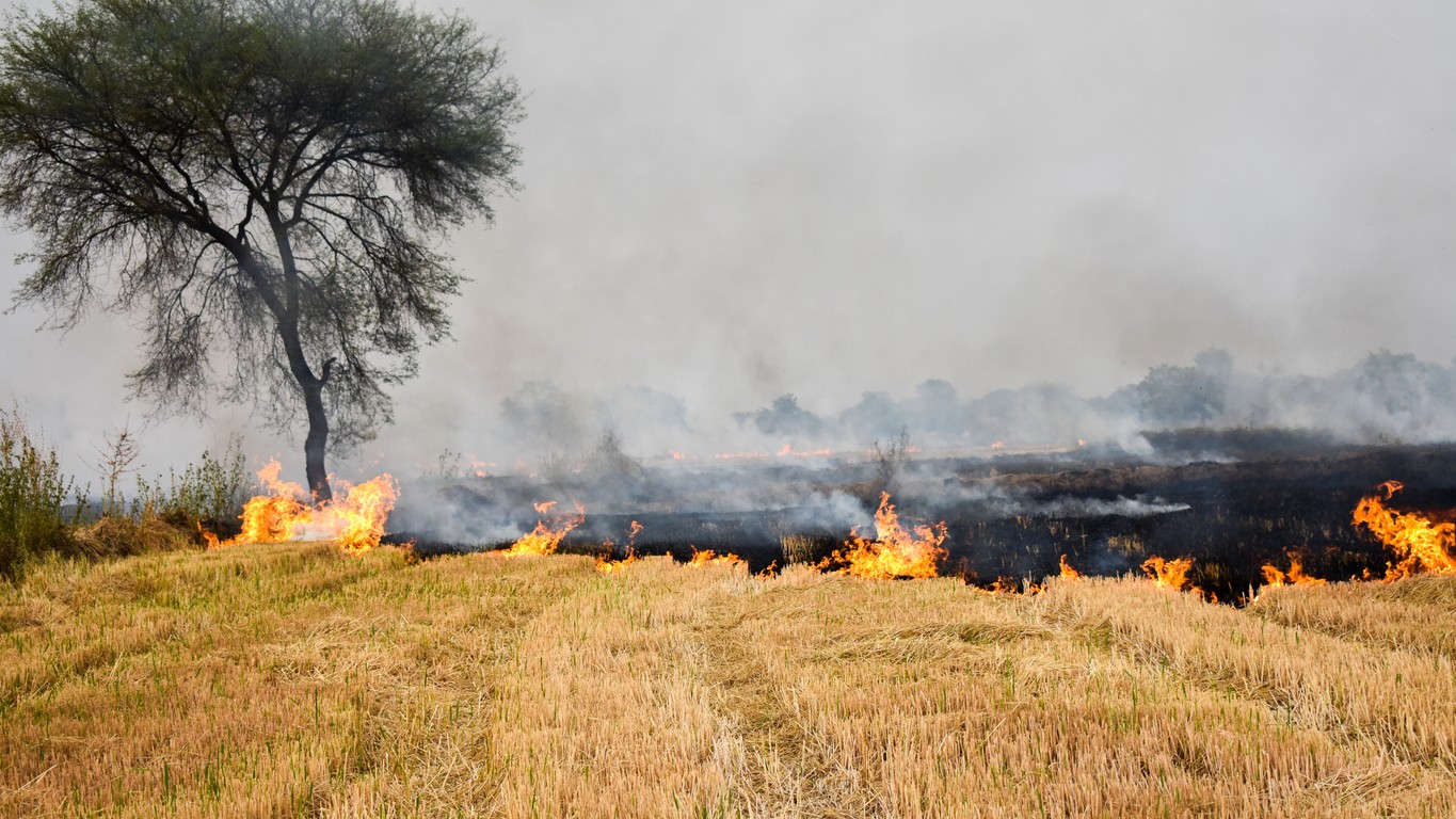 241 stubble burning cases in Punjab from September 15 to October 18: Data