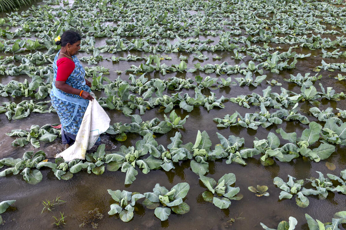 A worker makes her way through a flooded agricultural field after a nearby lake overflowed following rainfall, near Chikkamagaluru, Karnataka.
