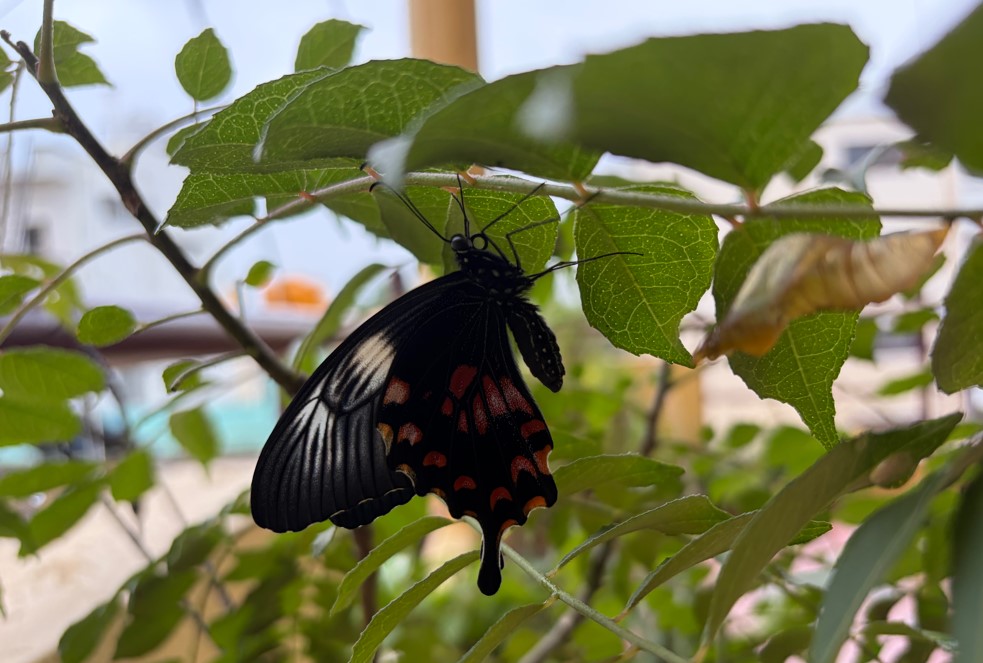 Apple iPhone 17's camera sample.