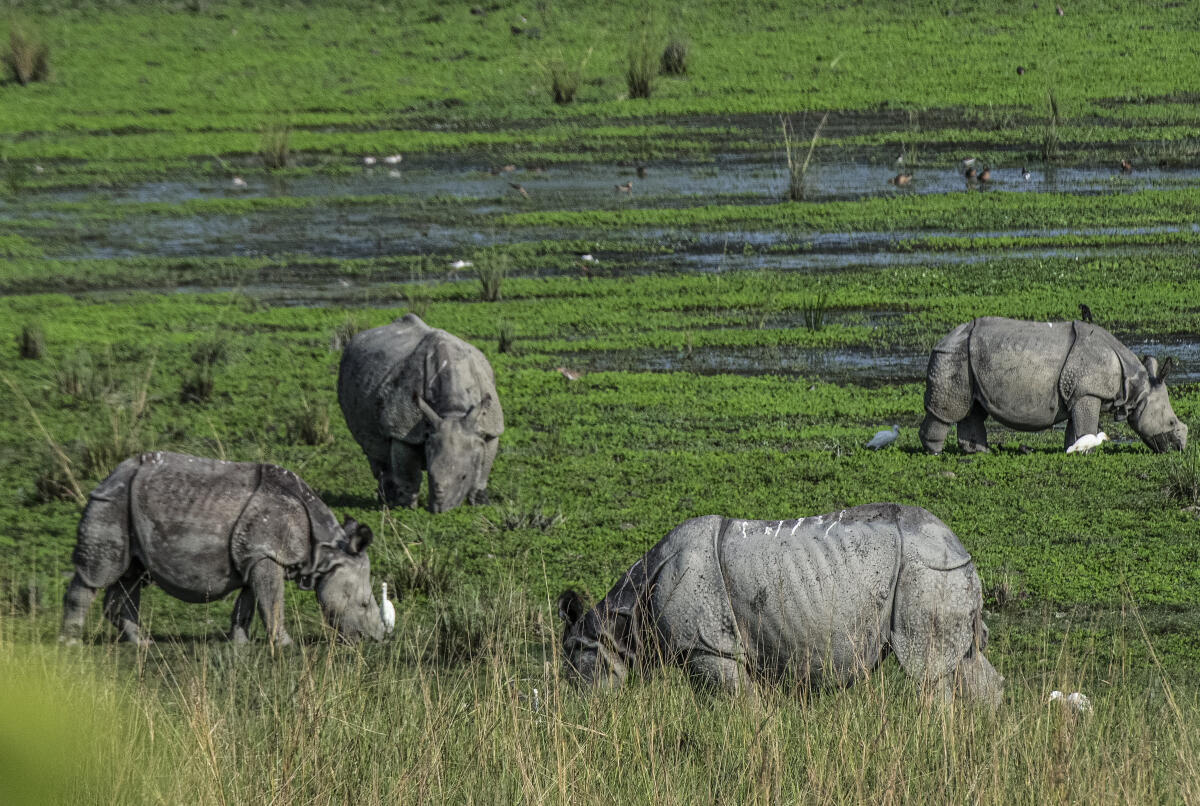 A herd of rhinoceroses grazes inside Pobitora Wildlife Sanctuary, in Morigaon district of Assam.