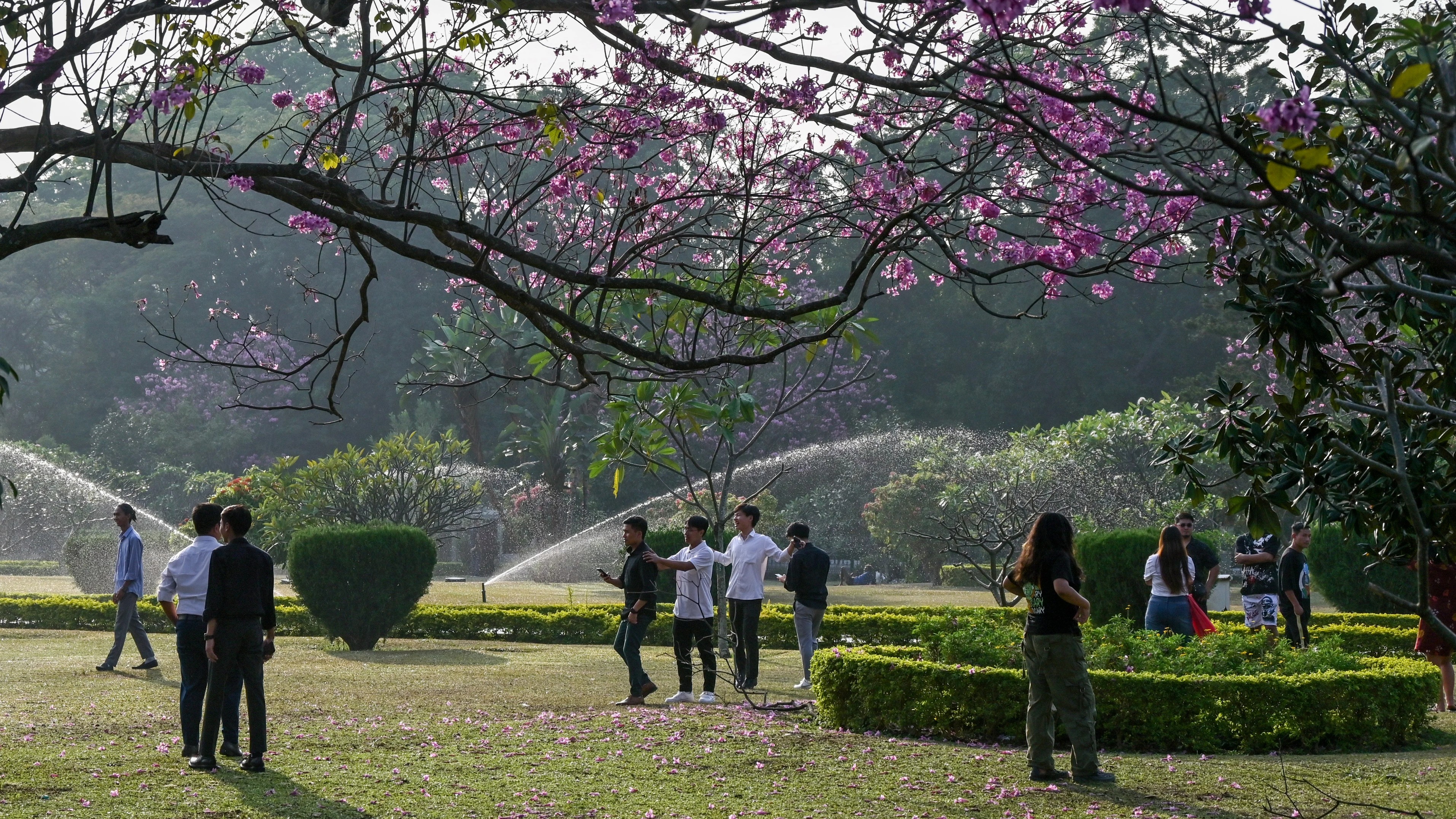 11-day flower show at Bengaluru's Cubbon Park to debut on November 27   
