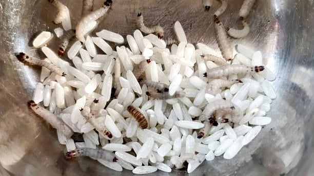 Rice Infestation: Himachal Rice Contaminated for Kids Distribution