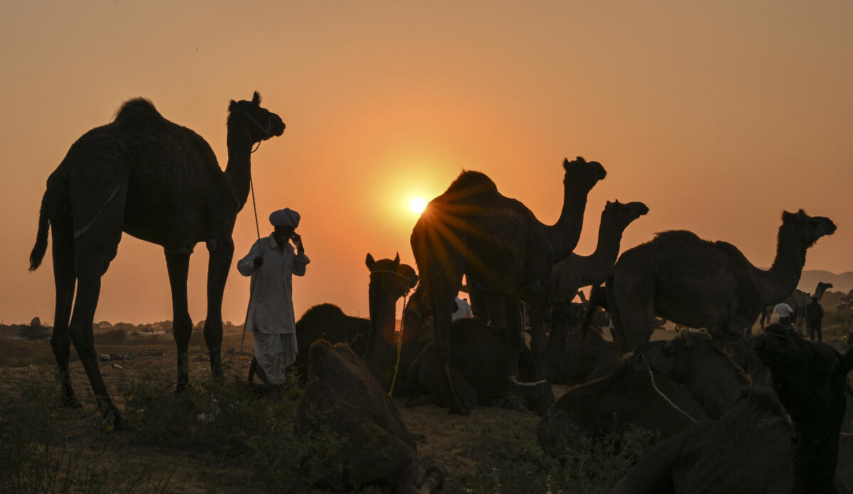 A camel trader with his livestock ahead of the annual ‘Pushkar Camel Fair’, in Ajmer district, Rajasthan.