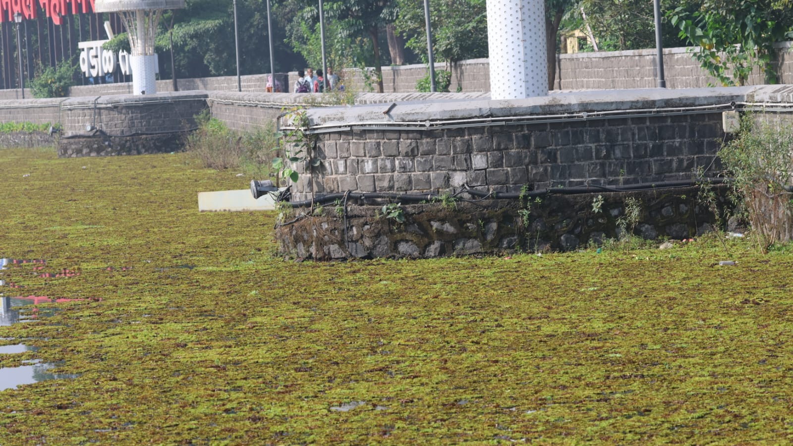 Weed chokes Panvel’s historic Vadale Lake, greens seek Heritage tag