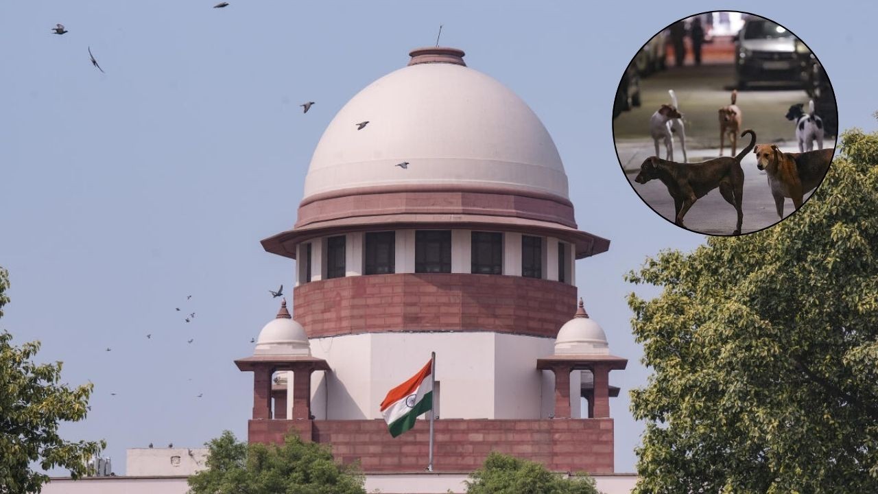 'India shown in bad light': SC summons chief secretaries of states, UTs on November 3 in stray dogs case