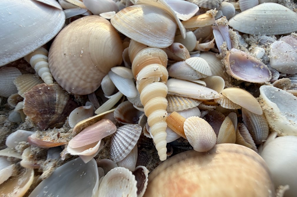 Apple iPhone 17 Pro Max's camera sample.