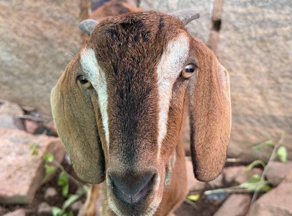 Apple iPhone 17 Pro Max's camera sample.