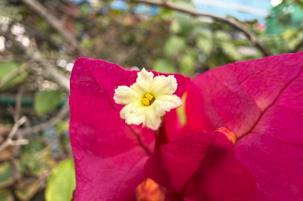 Apple iPhone 17 Pro Max's camera sample.