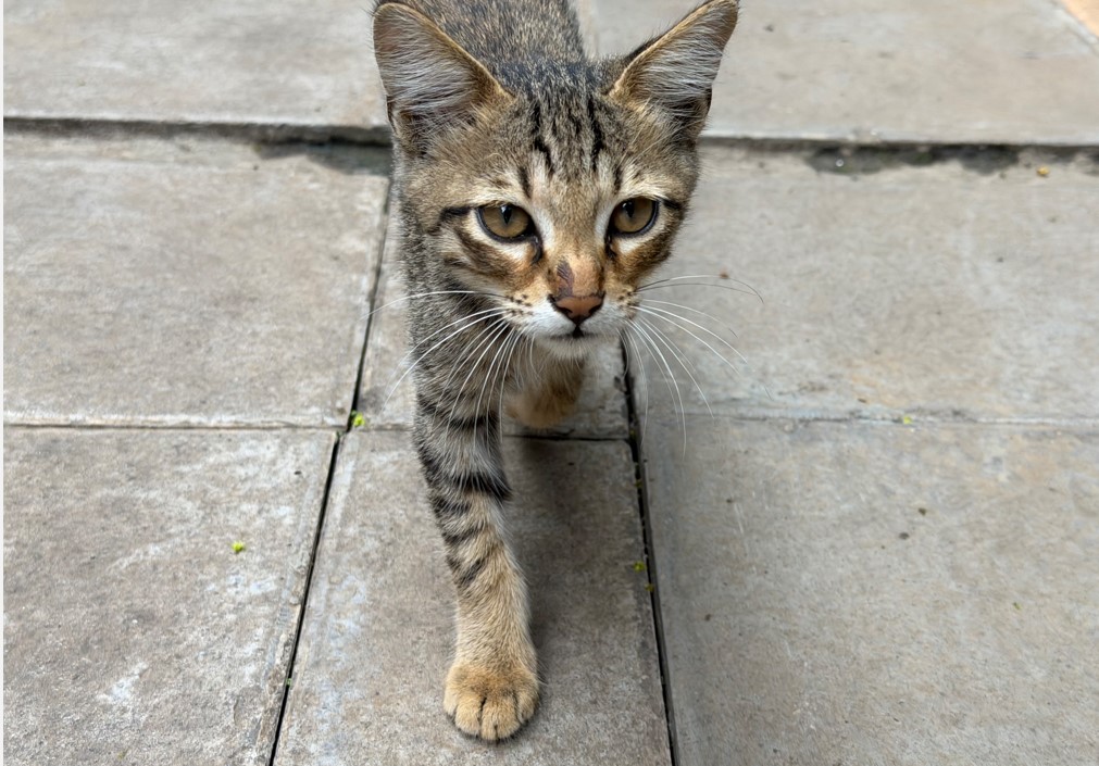 Apple iPhone 17 Pro Max's camera sample.