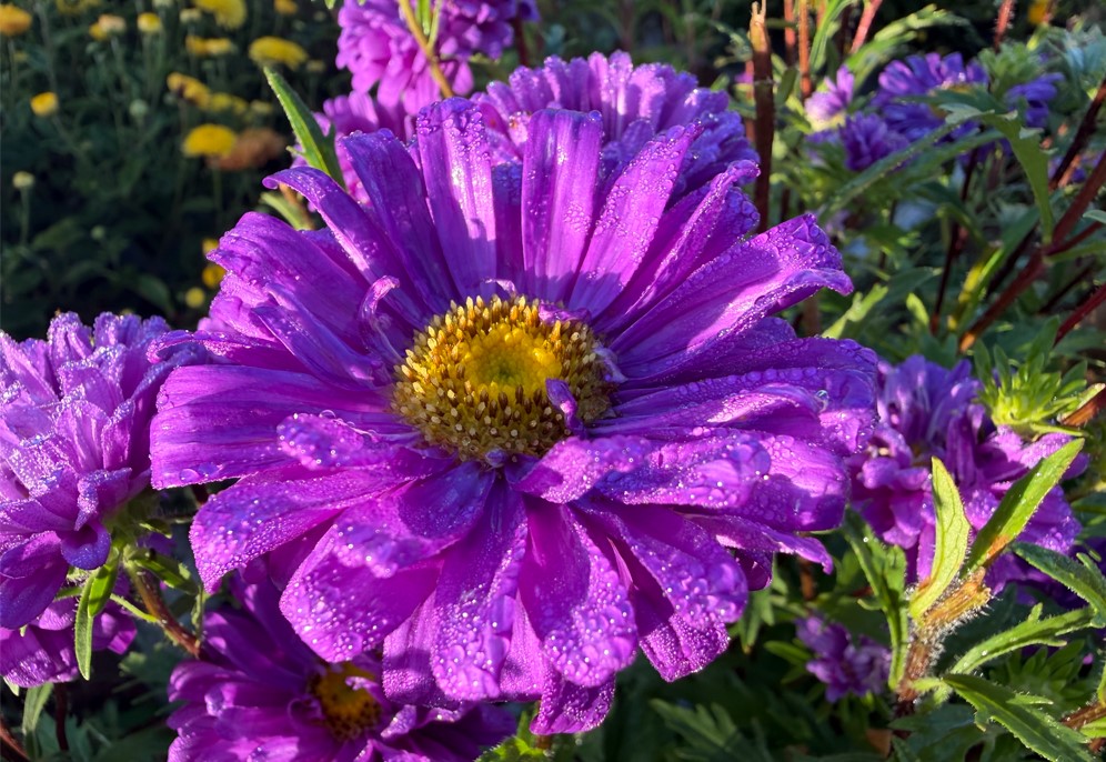 Apple iPhone 17 Pro Max's camera sample.