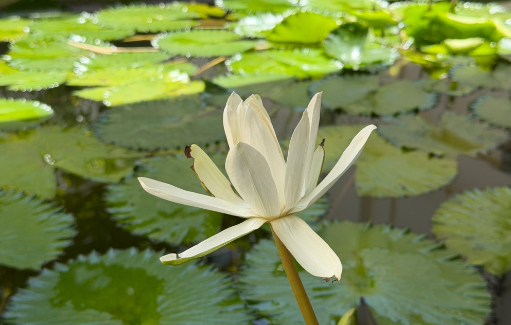 Apple iPhone 17 Pro Max's camera sample.