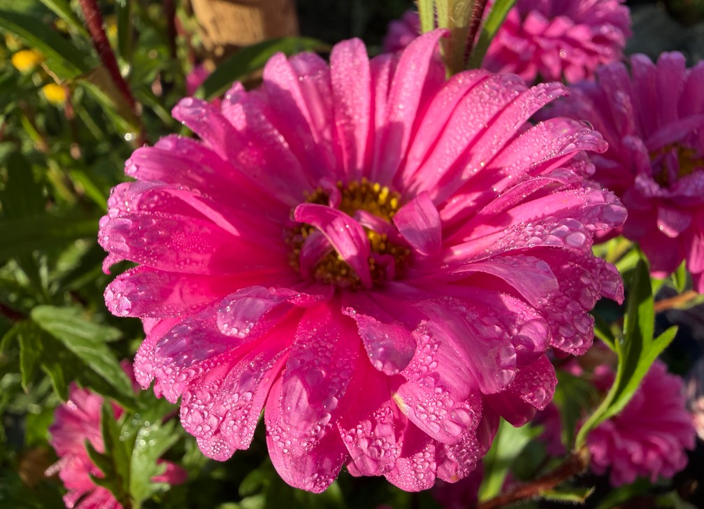 Apple iPhone 17 Pro Max's camera sample.