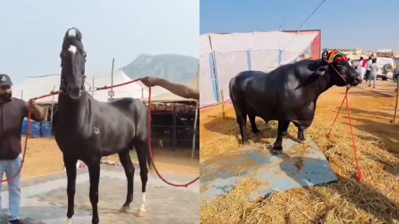 Rs 15 crore horse, Rs 23 crore buffalo steal spotlight at Rajasthan's Pushkar Fair