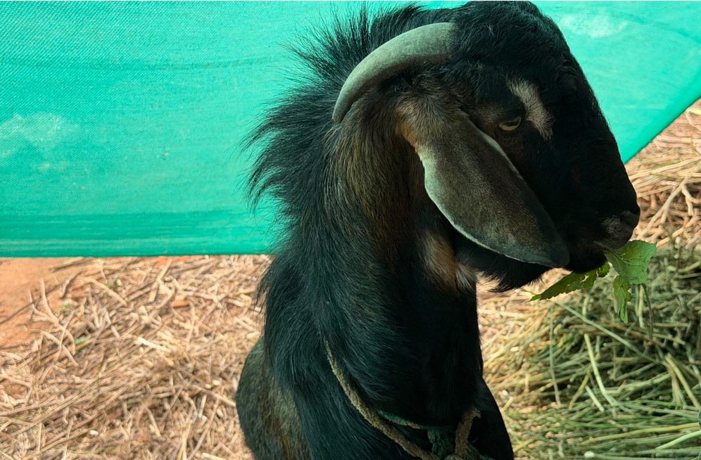 Apple iPhone 17 Pro Max's camera sample.