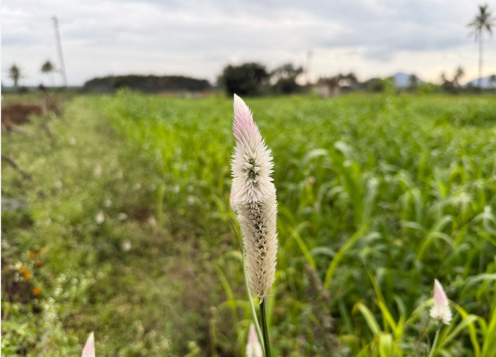 Apple iPhone 17 Pro Max's camera sample with portrait mode on.