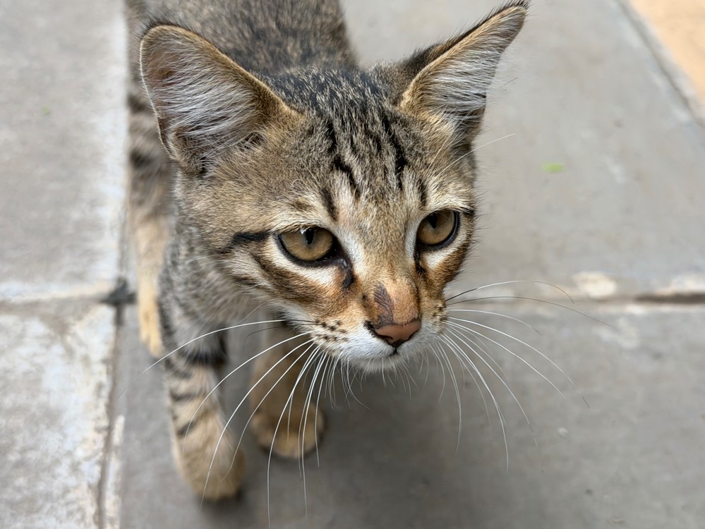 Apple iPhone 17 Pro Max's camera sample.