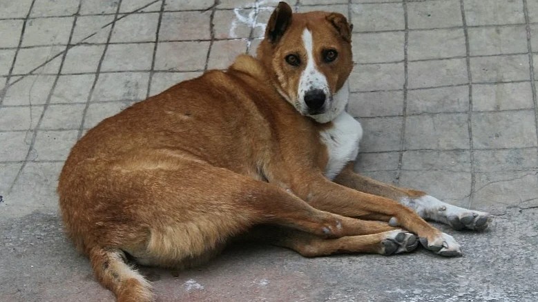 Loud crackers: More strays reported missing this year in Bengaluru