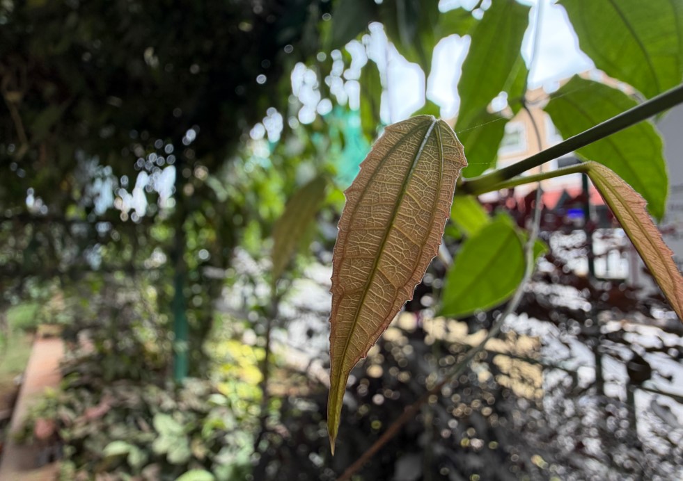 Apple iPhone 17 Pro Max's camera sample.