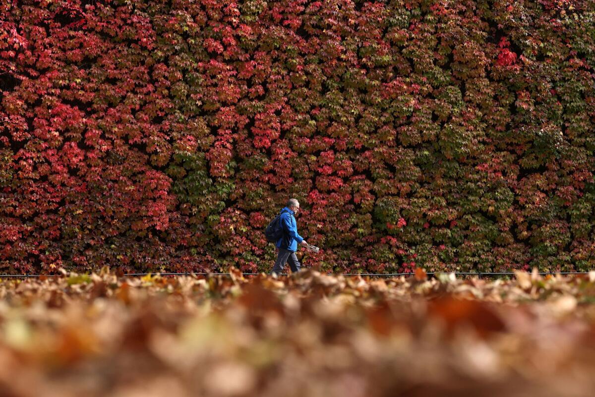 A person walks past autumn foliage in London, Britain