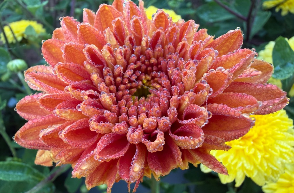 Apple iPhone 17 Pro Max's camera sample.